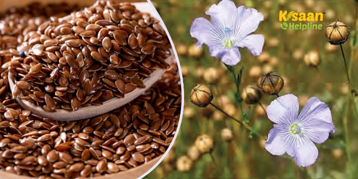 अलसी की खेती करने वाले किसान भाइयों के लिए उपयोगी सलाह